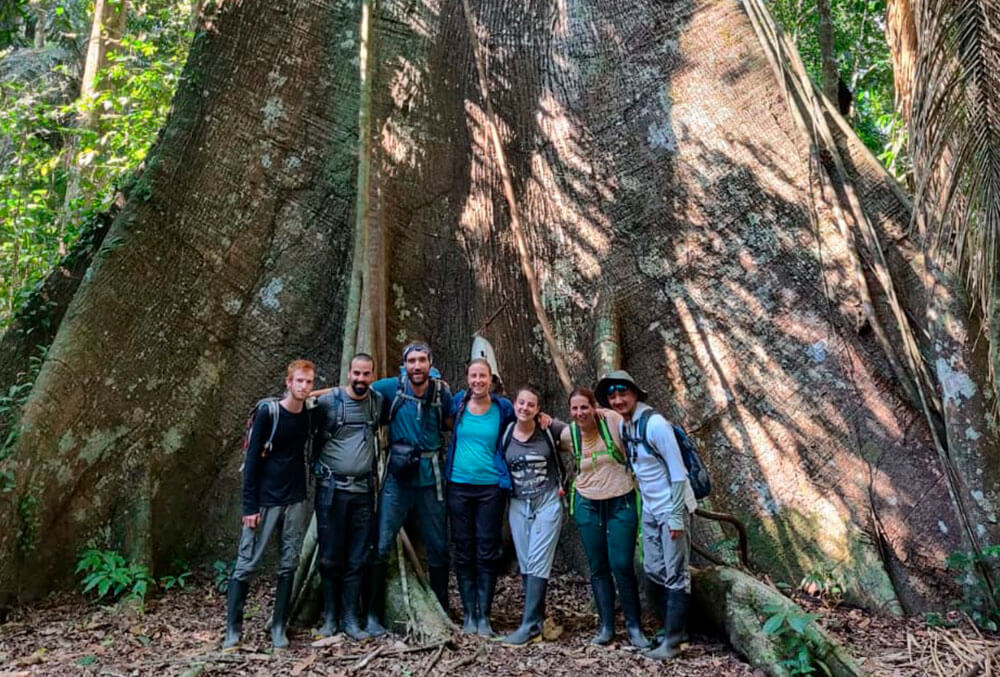 arbol-gigante-ceiba-manu
