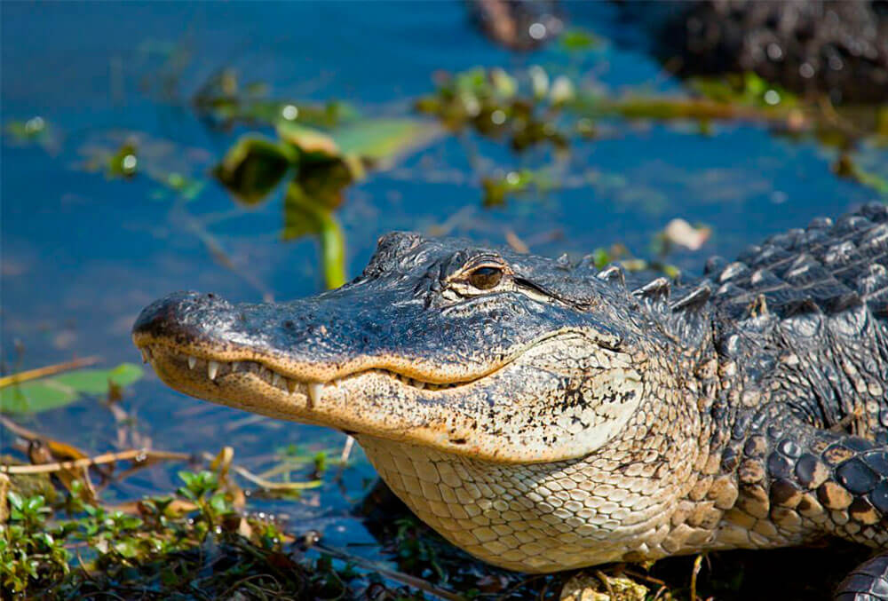 caiman