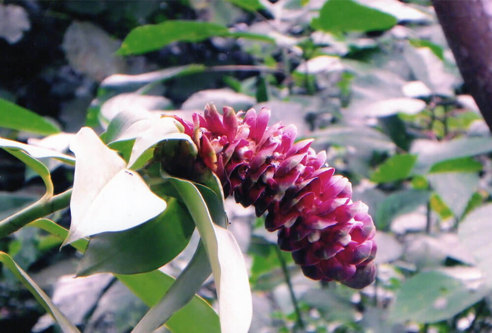 flores-manu-01
