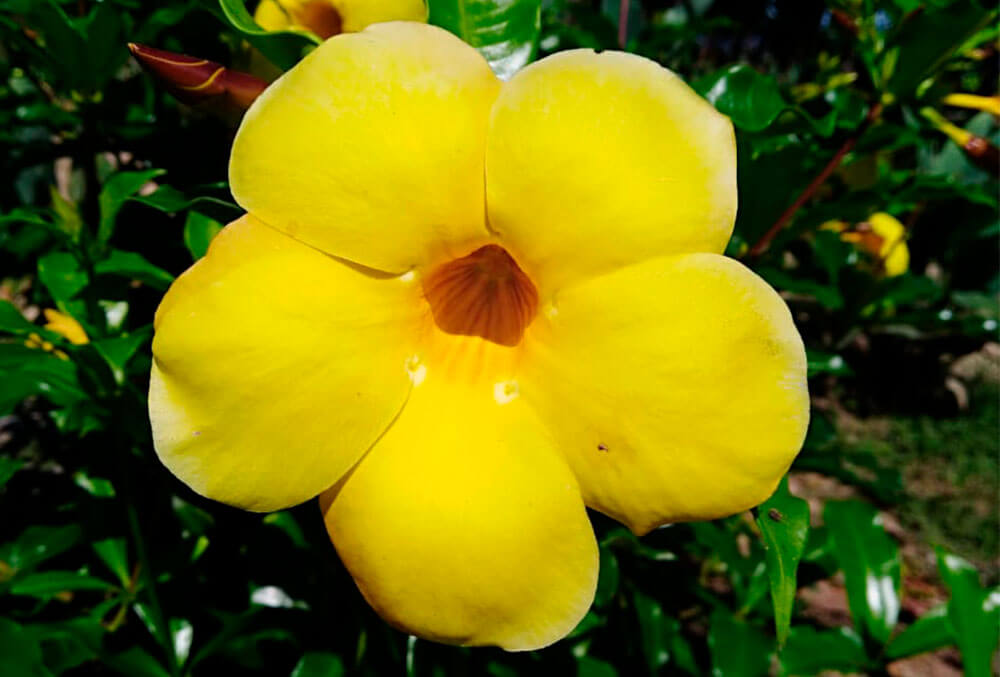flores-manu-02