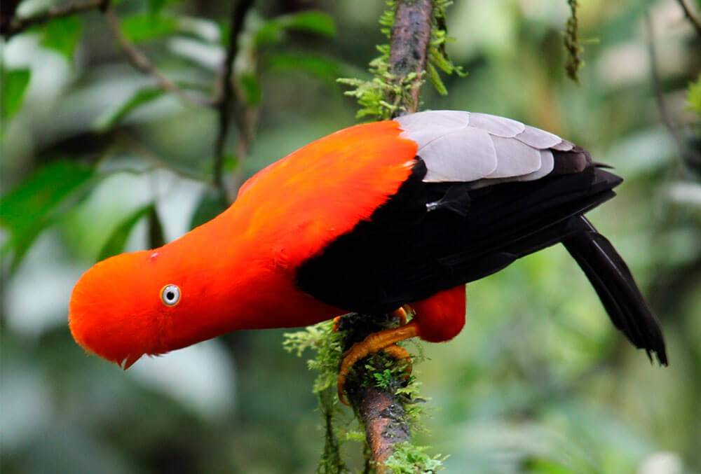 gallito-en-arbol