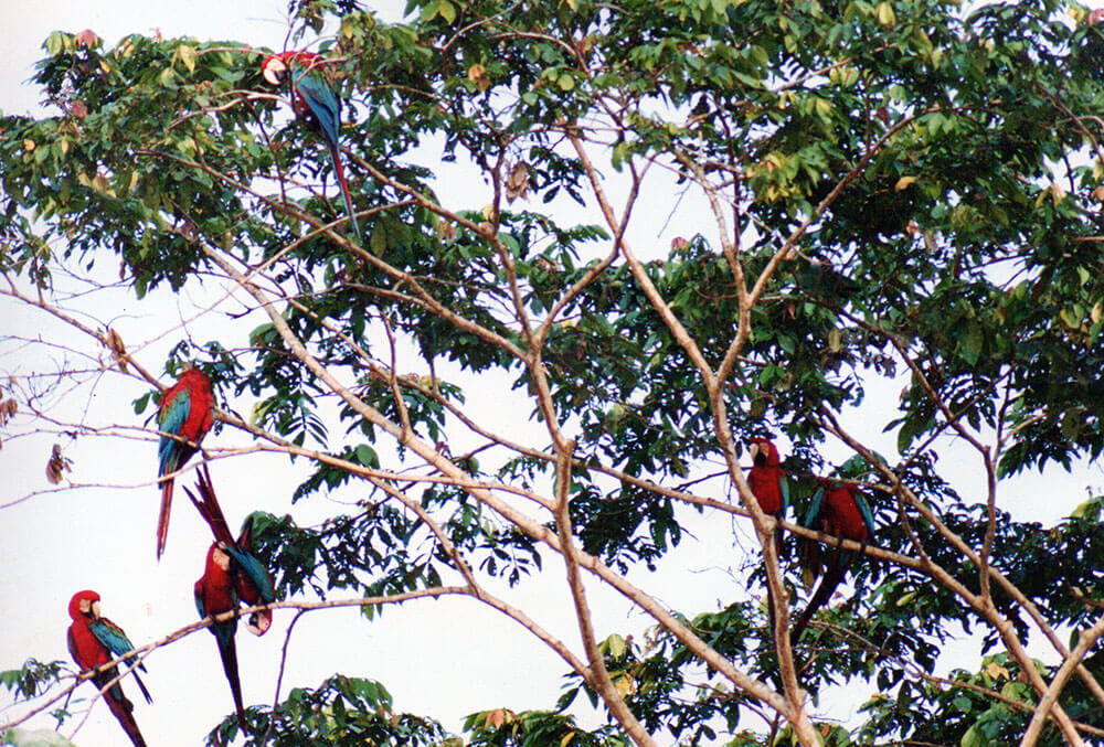guacamayos-en-arbol