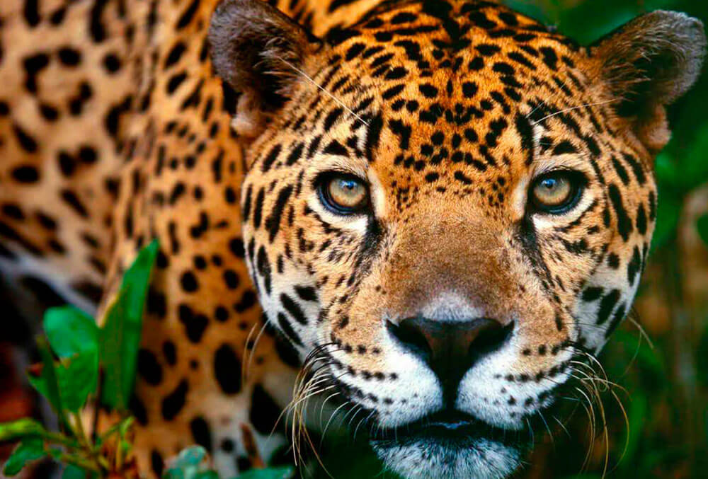 jaguar-03