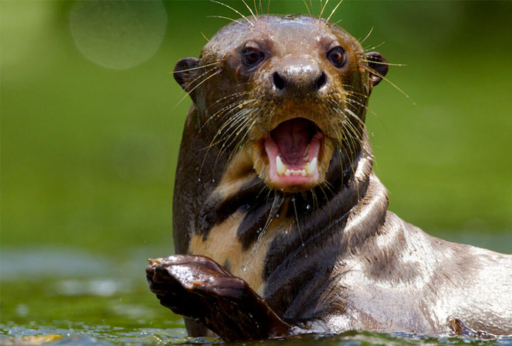 nutria-2