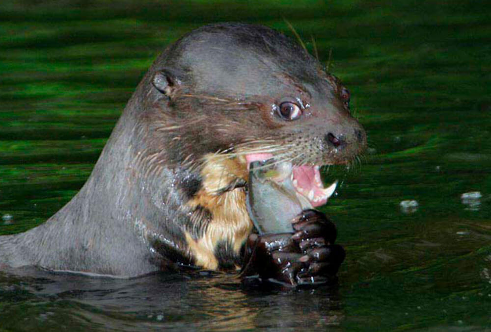 nutria-3