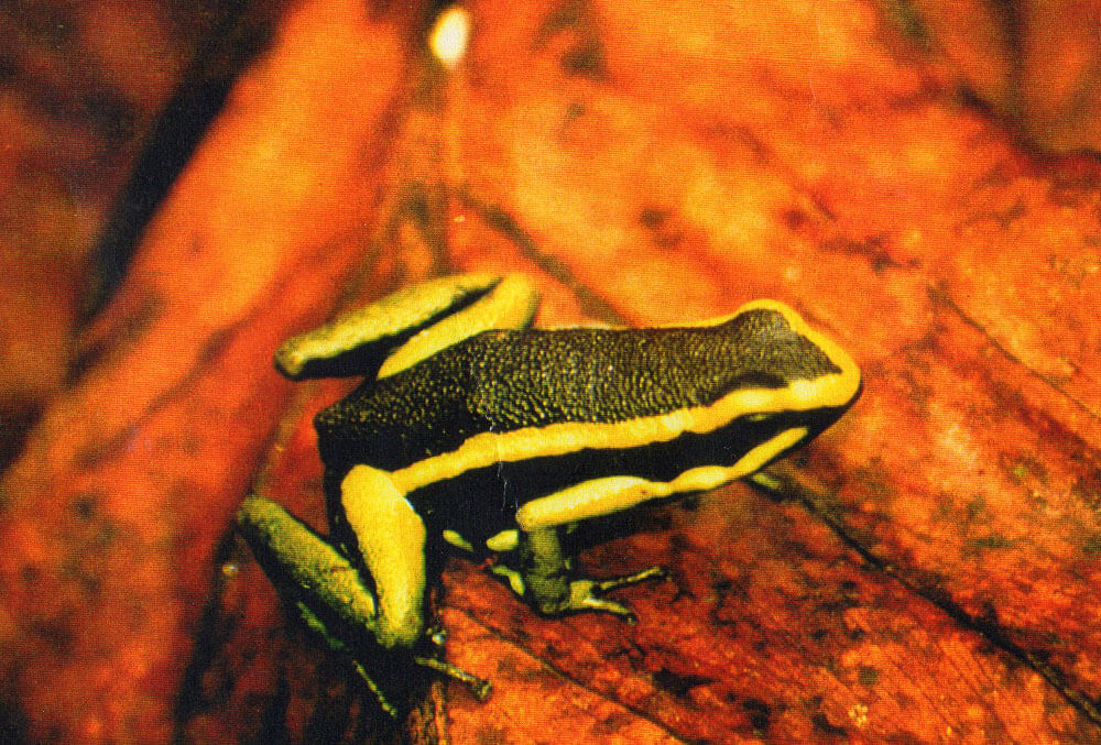rana-manu-de-colores