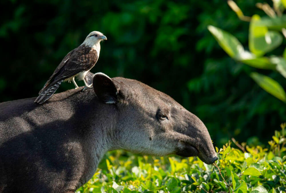 tapir-manu