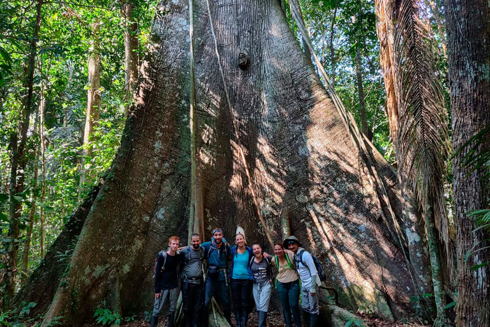 ceiba