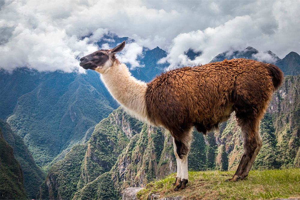 machu-picchu-1