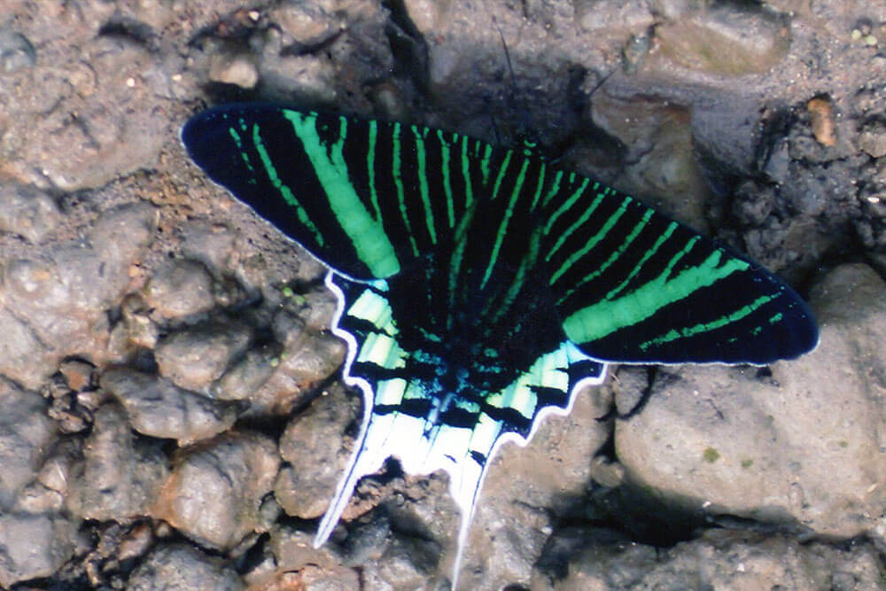 mariposa