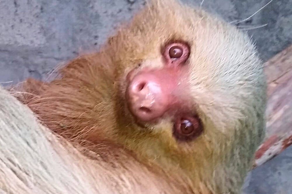oso-peresozo-bebe