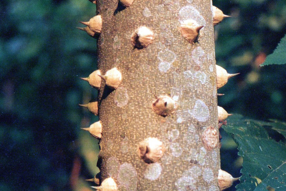 papayillo